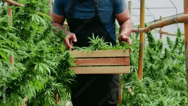 Finding the Best Dispensaries Near Me