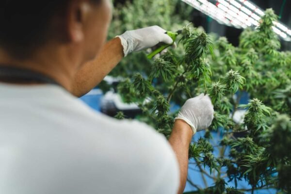 Genetic Marvels of GMO Strain in Modern Cannabis Culture